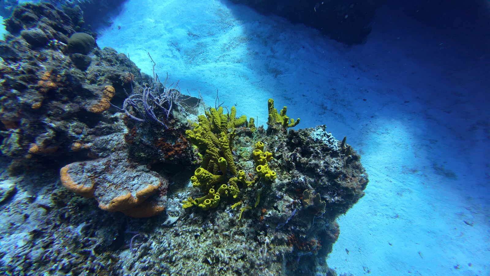 Arrecife de gorgonias y coral abanico en Cozumel