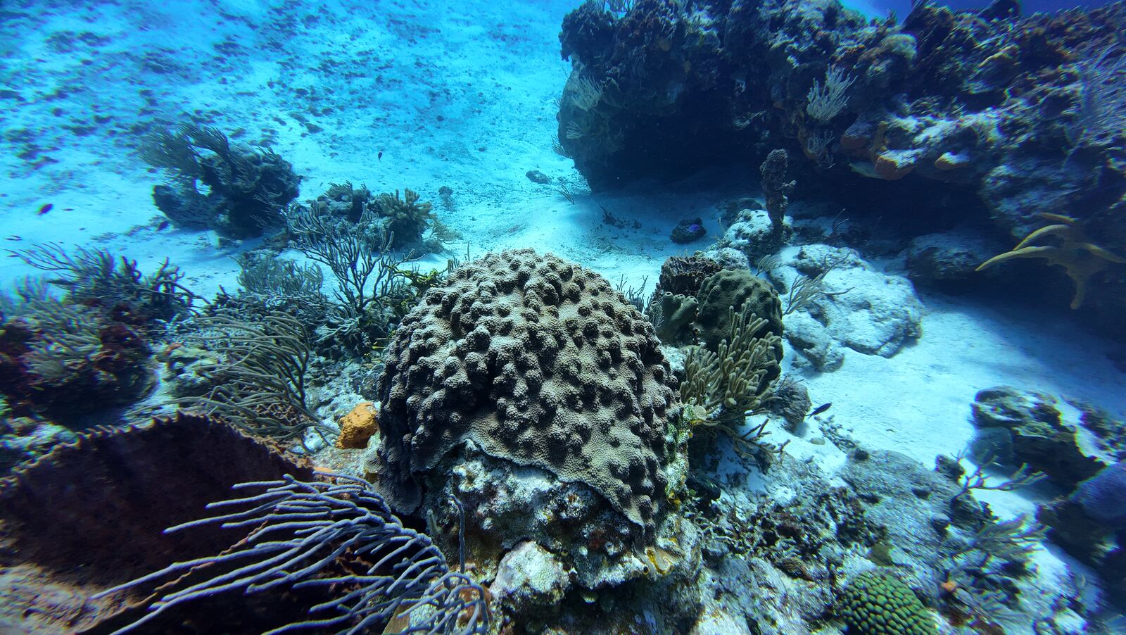Formación de coral con esponjas en Cozumel