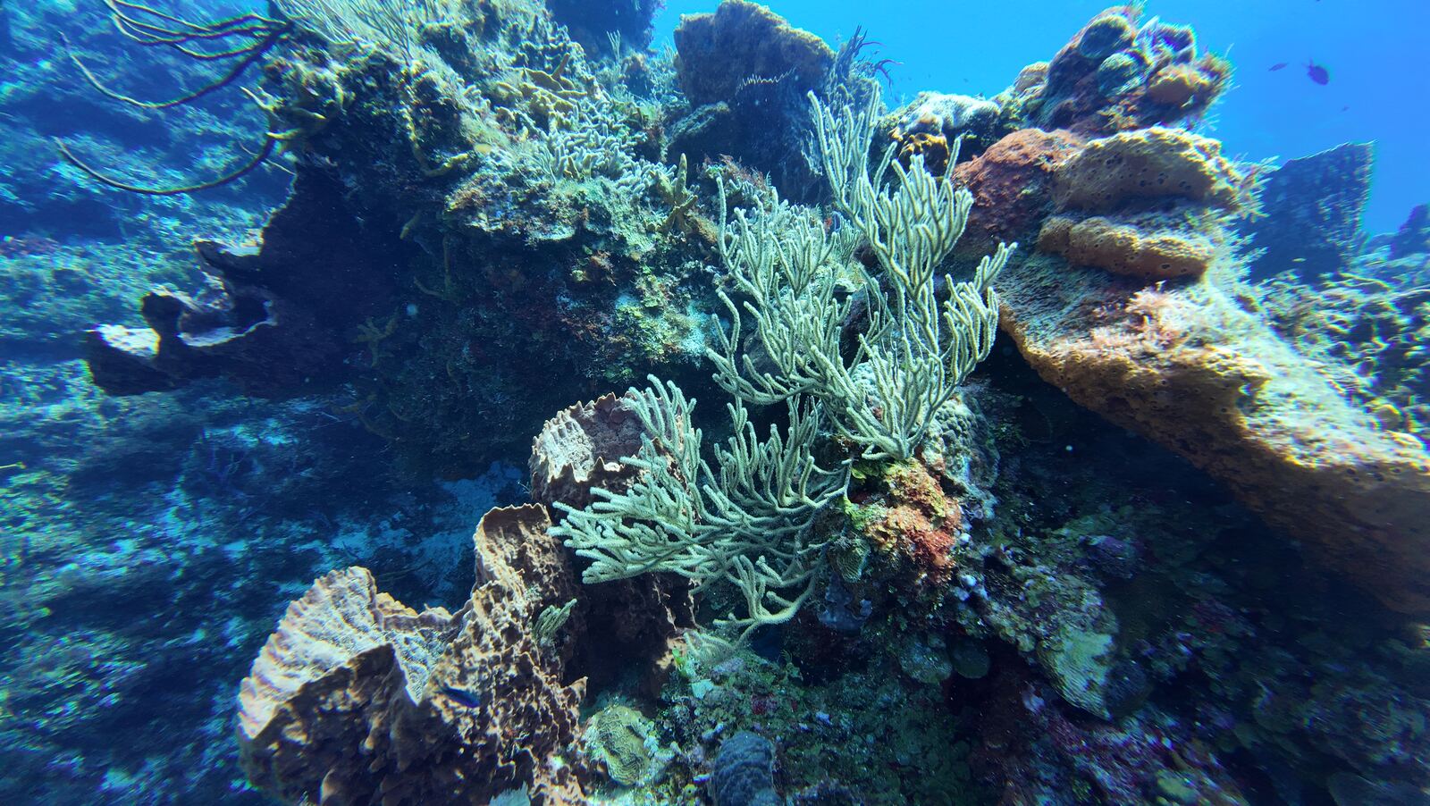 Coral y pez damisela en Cozumel