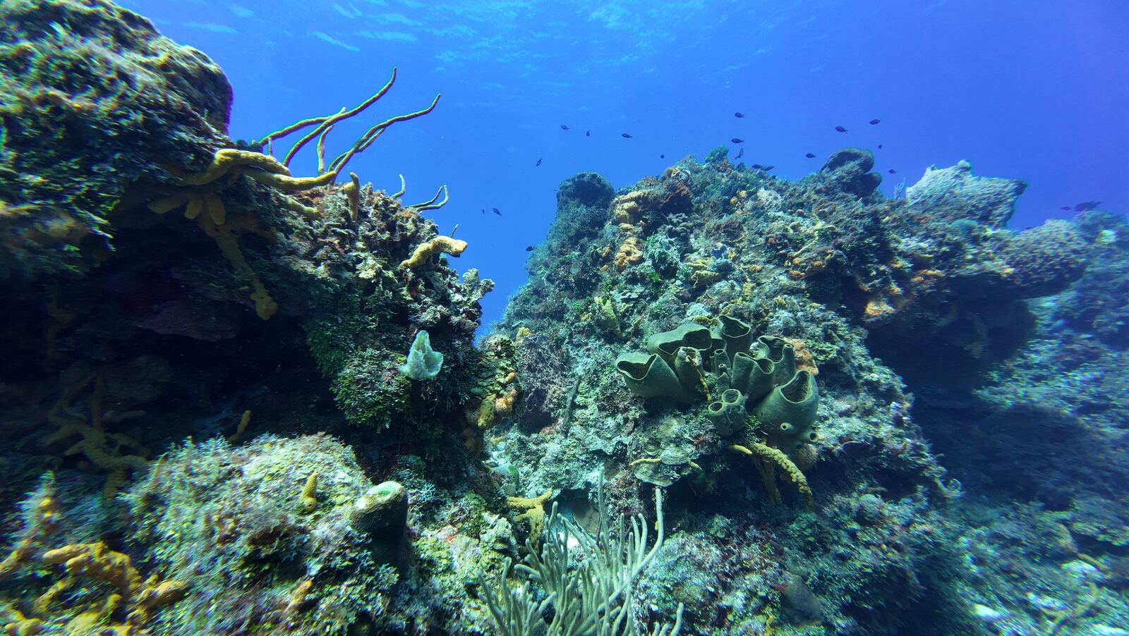 Pared de coral en Cozumel con buceador al fondo