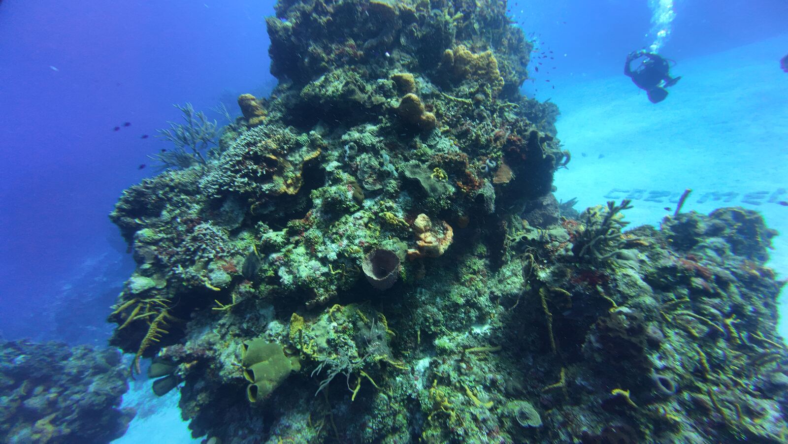 Esponjas de barril en el arrecife de Cozumel
