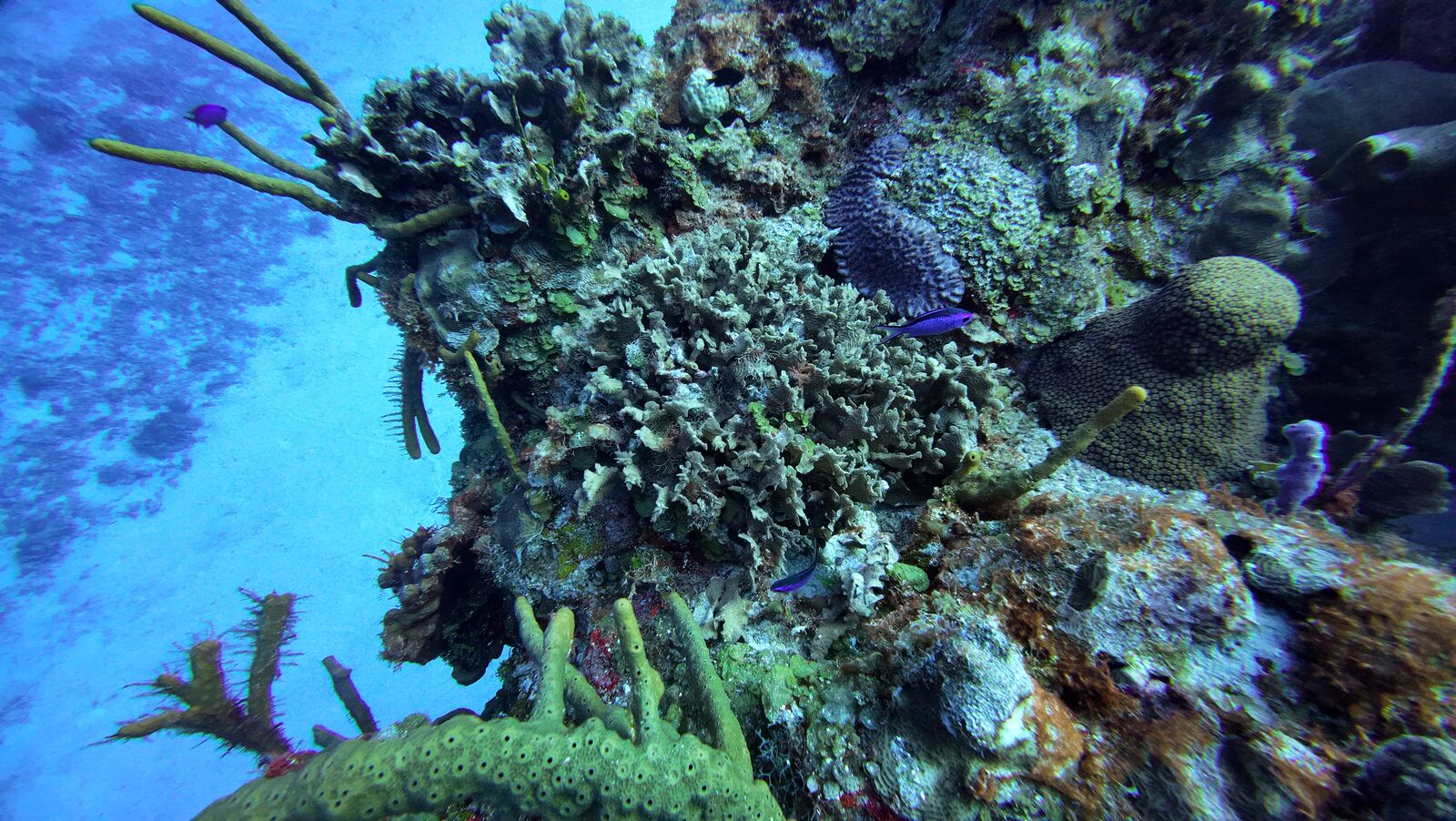Coral látigo y esponjas en Cozumel