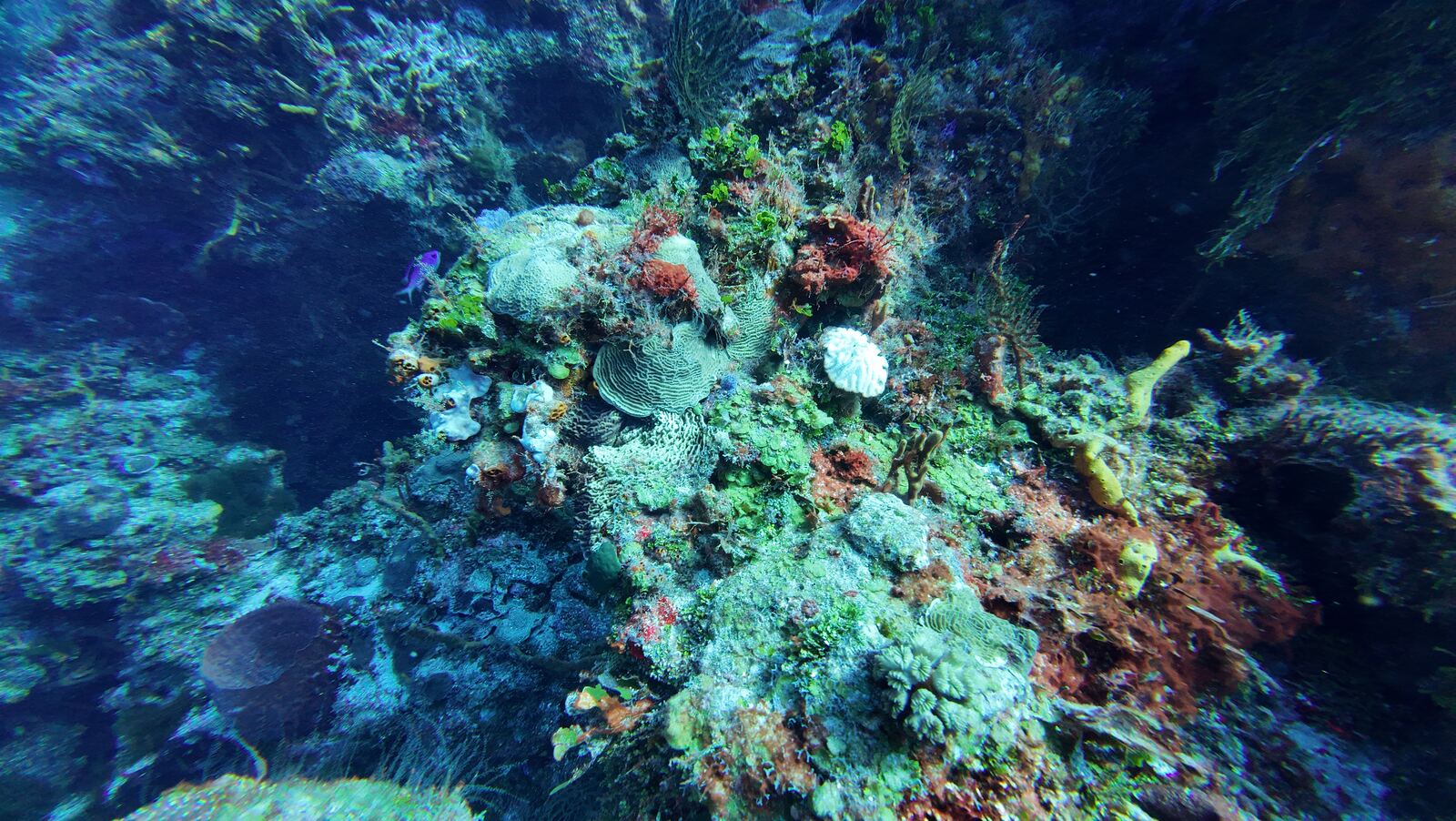 Coral estrella masivo en el fondo de arena de Cozumel