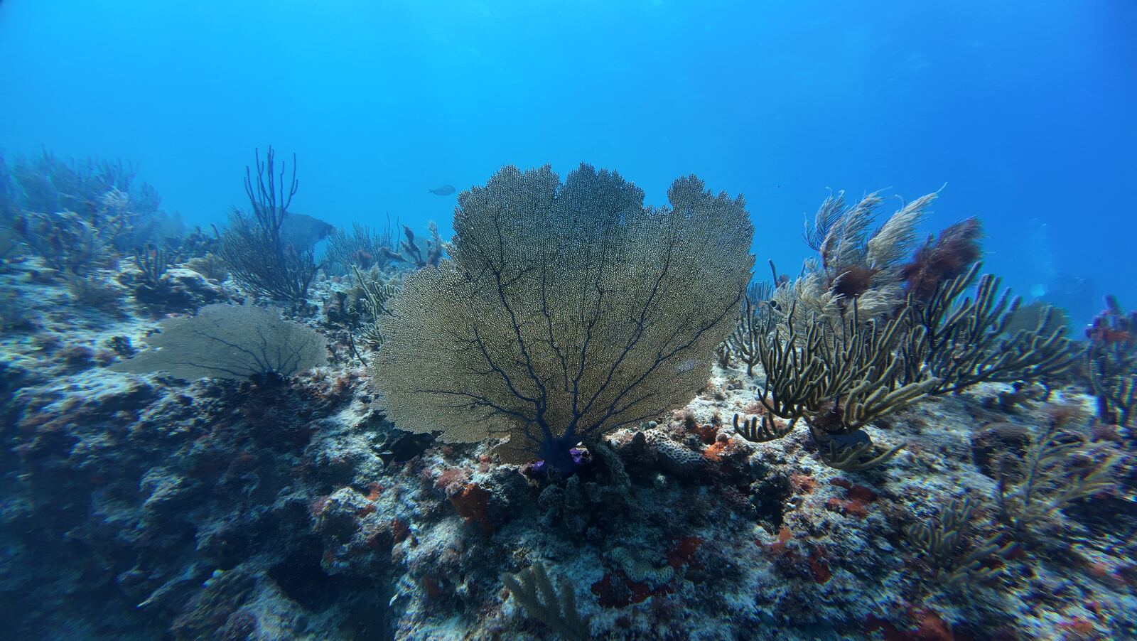 Esponjas tubulares amarillas en Cozumel