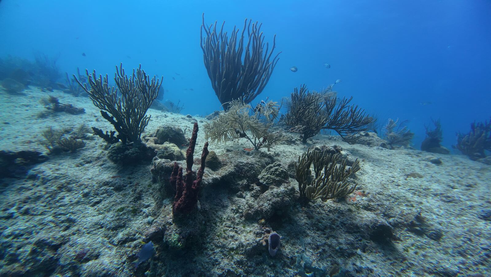 Fondo de gorgonias y peces en Cozumel, tomada con dron submarino